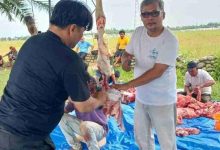 Photo of Idul Adha Tahun 2025 PCNU Deli Serdang Sembelih 7 Hewan Qurban, 5 ekor Lembu dan 2 ekor Kambing