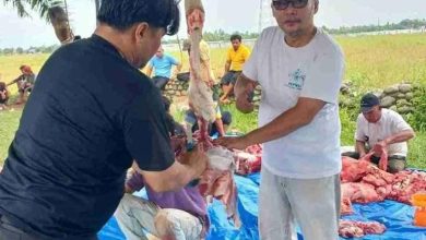 Photo of Idul Adha Tahun 2025 PCNU Deli Serdang Sembelih 7 Hewan Qurban, 5 ekor Lembu dan 2 ekor Kambing