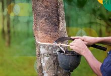 Photo of Harga Karet Tinggi, PTPN I Gelorakan Efisien Lahan dan Digitalisasi