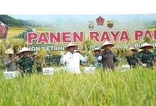 Photo of Pemkab Deli Serdang Gerak Cepat Awasi & Jaga Harga Jual Gabah dari Petani