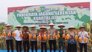 Photo of Dukung Ketahanan Pangan Nasional, Polresta Deli Serdang Gelar Panen Raya Jagung Kuartal III