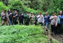 Photo of Wabup Karo Bersama Kapolres dan Dandim 0205/TK Musnahkan Temuan Ratusan Tanaman Ganja di Hutan Sibuaten Kecamatan Merek