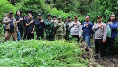 Photo of Wabup Karo Bersama Kapolres dan Dandim 0205/TK Musnahkan Temuan Ratusan Tanaman Ganja di Hutan Sibuaten Kecamatan Merek