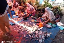 Photo of Fungsi Kolam Jadi Lahan Jagung, Harga Ikan Air Tawar Melonjak Tajam