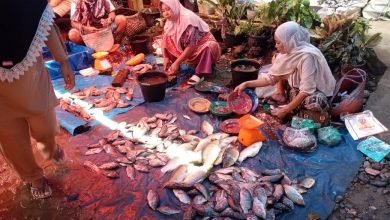 Photo of Fungsi Kolam Jadi Lahan Jagung, Harga Ikan Air Tawar Melonjak Tajam