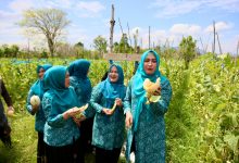 Photo of Ketua TP PKK Aceh Menyaksikan Panen Melon Petani Hingga Menikmati Tempe Koro