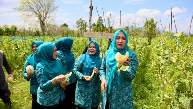 Photo of Ketua TP PKK Aceh Menyaksikan Panen Melon Petani Hingga Menikmati Tempe Koro