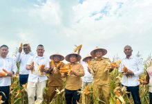 Photo of Produksi Jagung Saentis Meningkat, Wabup Tekankan Pentingnya Pendataan untuk Hilirisasi