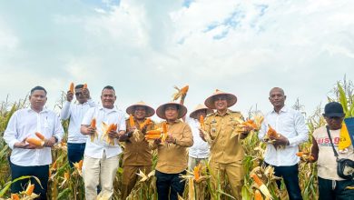 Photo of Produksi Jagung Saentis Meningkat, Wabup Tekankan Pentingnya Pendataan untuk Hilirisasi
