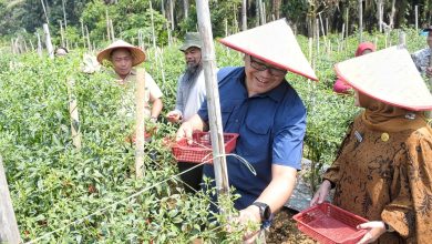 Photo of Berjemur di Kutalimbaru, Bupati Deli Serdang Asri Ludin Borong Cabai Petani