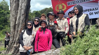 Photo of Kapolda Aceh Ikut Langsung ke Lapangan Musnahkan Ladang Ganja di Lampanah