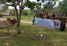 Photo of Dayah Wakaf Barbate Aceh Besar Menerima Satu Ekor Sapi Qurban dari PT. Bintang Toejoeh