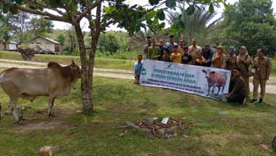 Photo of Dayah Wakaf Barbate Aceh Besar Menerima Satu Ekor Sapi Qurban dari PT. Bintang Toejoeh