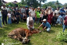 Photo of Semangat Berqurban Meningkat, Masjid Al Muttaqin Silang Empat Sembelih 8 Ekor Sapi pada Idul Adha 1447 H