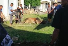 Photo of Meunasah Darul Aman Gampong Lam Lumpu Sembelih Qurban 6 Ekor Lembu dan 8 Ekor Kambing