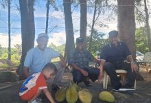 Photo of Musim Durian Tiba Penikmat Memburu Durian Barsela, Rasanya Nikmat Murah Harganya