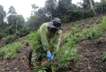 Photo of Personel Kodim 0101/Kota Banda Aceh Musnahkan 2,5 Ha Ladang Ganja di Kawasan Desa Mureu Bueng Ue, Aceh Besar
