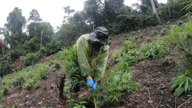 Photo of Personel Kodim 0101/Kota Banda Aceh Musnahkan 2,5 Ha Ladang Ganja di Kawasan Desa Mureu Bueng Ue, Aceh Besar