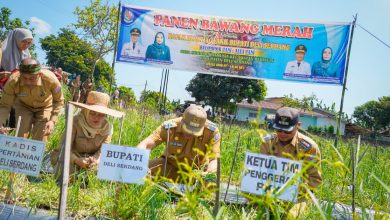 Photo of Panen Bawang di Beringin, Si Pandai Siap Jamin Pasar dan Harga Petani Deli Serdang