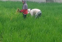 Photo of Petani Desa Tembung Kini Sibuk Membersihkan Tumbuhan Rumput di Areal Sawah