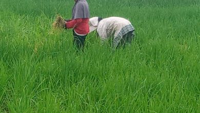 Photo of Petani Desa Tembung Kini Sibuk Membersihkan Tumbuhan Rumput di Areal Sawah
