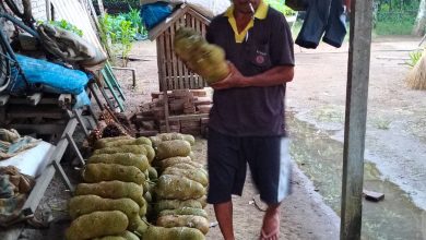 Photo of Selama 30 Tahun Gareng Jadi Pengepul Buah Cempedak di Galang