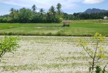 Photo of Petani Aceh Besar Pasrah Gagal Panen Akibat Kekeringan