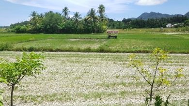 Photo of Petani Aceh Besar Pasrah Gagal Panen Akibat Kekeringan