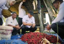 Photo of Panen Cabai di Payabakung, Bupati Pastikan Dukungan untuk Petani Terus Diperkuat