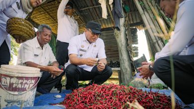 Photo of Panen Cabai di Payabakung, Bupati Pastikan Dukungan untuk Petani Terus Diperkuat