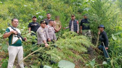 Photo of Respon Cepat Polres Langkat Ungkap Ladang Ganja di Kuala, 11 Batang Diamankan