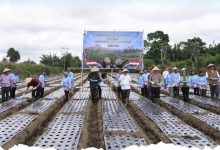Photo of Dukung Swasembada Nasional, Pemkab Karo dan Forkopimda Tanam Bawang Putih Secara Serentak di Desa Barusjahe