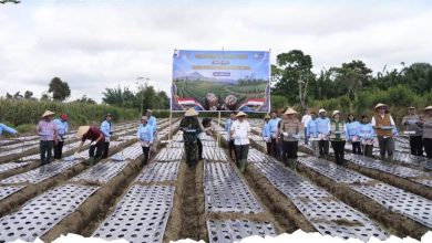 Photo of Dukung Swasembada Nasional, Pemkab Karo dan Forkopimda Tanam Bawang Putih Secara Serentak di Desa Barusjahe