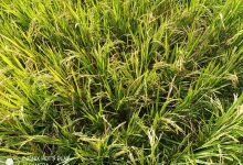 Photo of Produksi Gabah Merosot Akibat Gangguan Tanaman, Petani Kampung Pinang Pertanyakan Intensitas Pendampingan PPL
