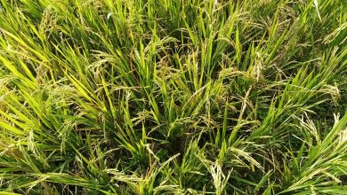 Photo of Produksi Gabah Merosot Akibat Gangguan Tanaman, Petani Kampung Pinang Pertanyakan Intensitas Pendampingan PPL