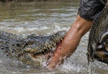 Photo of Pencari Lokan Diserang Buaya di Sungai Batang Sikilang, BPBD Pasbar Imbau Warga Tingkatkan Kewaspadaan