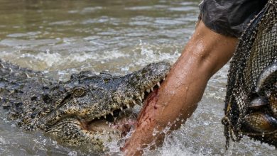 Photo of Pencari Lokan Diserang Buaya di Sungai Batang Sikilang, BPBD Pasbar Imbau Warga Tingkatkan Kewaspadaan