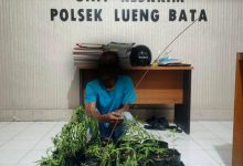 Photo of Tanam Ganja di Pekarangan Rumah Warga, Pria di Banda Aceh Diamankan Polisi, 16 Polybag Disita