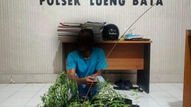 Photo of Tanam Ganja di Pekarangan Rumah Warga, Pria di Banda Aceh Diamankan Polisi, 16 Polybag Disita